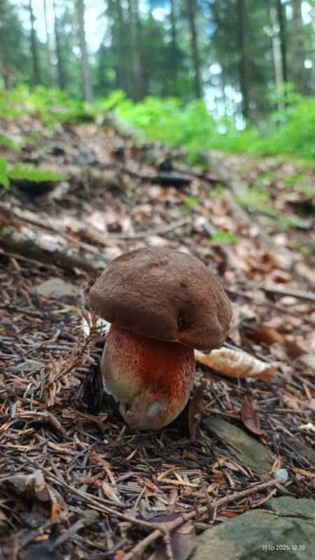 Borowik ceglastopory