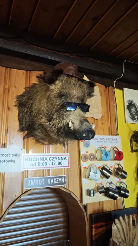 Dzik w schronisku na Kudłaczach