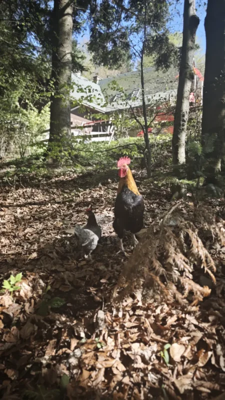 Kogut i kura w schronisku na Kudłaczach